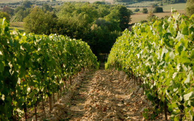 Serata Degustazione – Il Sangiovese