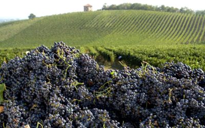 Serata Degustazione – I Rossi Oltrepo’ Pavese