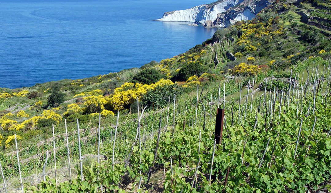 I vini delle Isole Minori