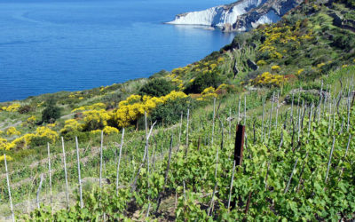 I vini delle Isole Minori